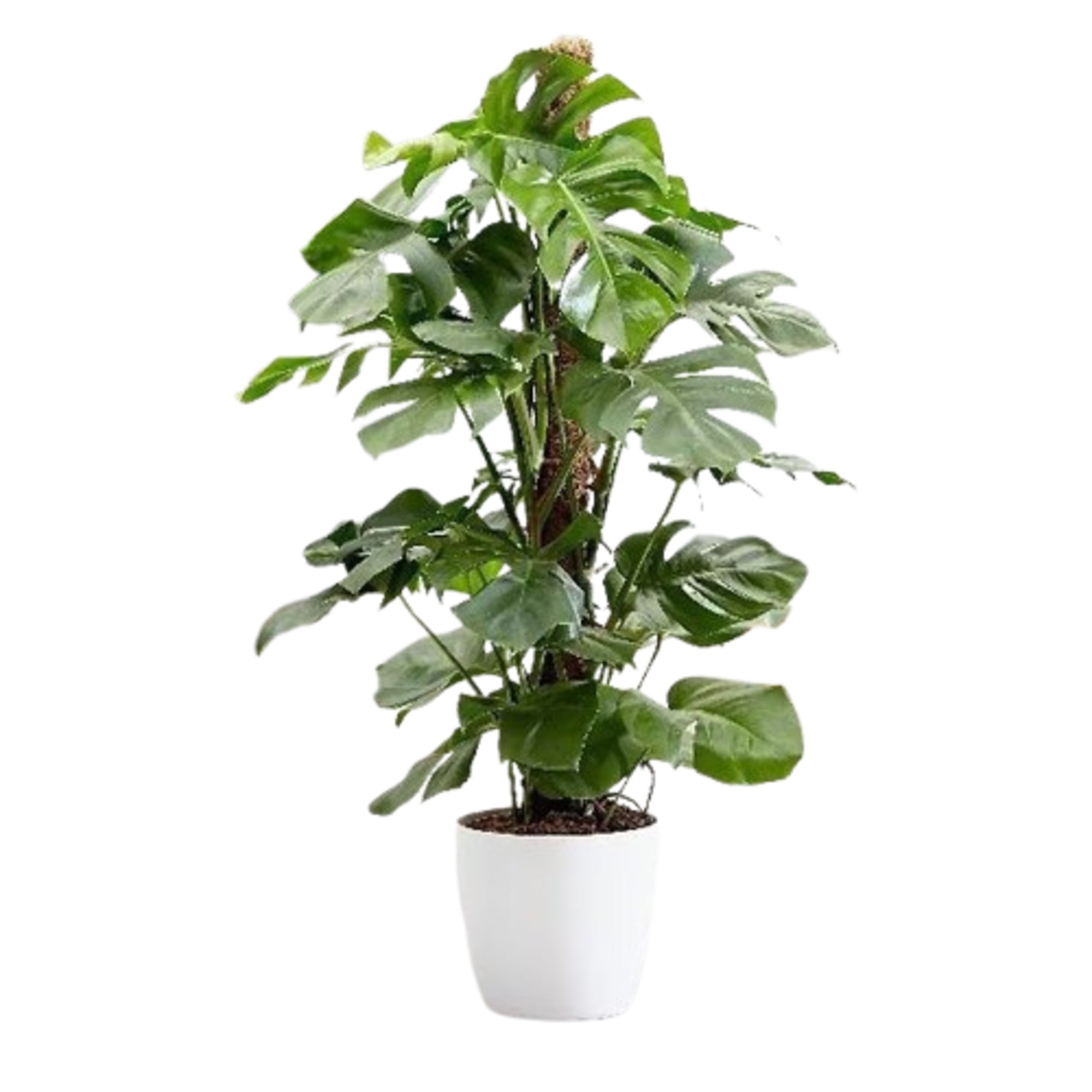 Monstera Deliciosa Swiss Cheese Plant 21cm Pot 60cm Tall Foliage House Plants