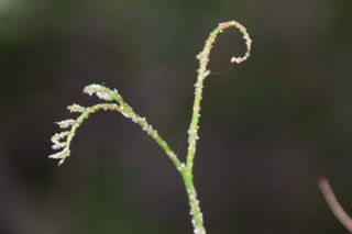 GuruShots - Moments in Macro