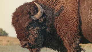 American bison in field