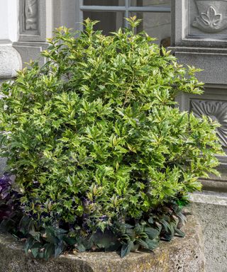 Osmanthus false holly Goshiki in planter