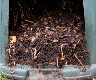 Wormery compost