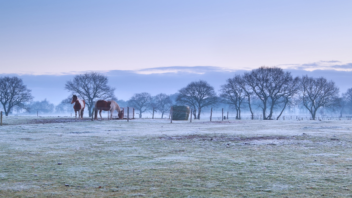 DXFBTW horses on frosty pasture during misty sunrise, Netherlands