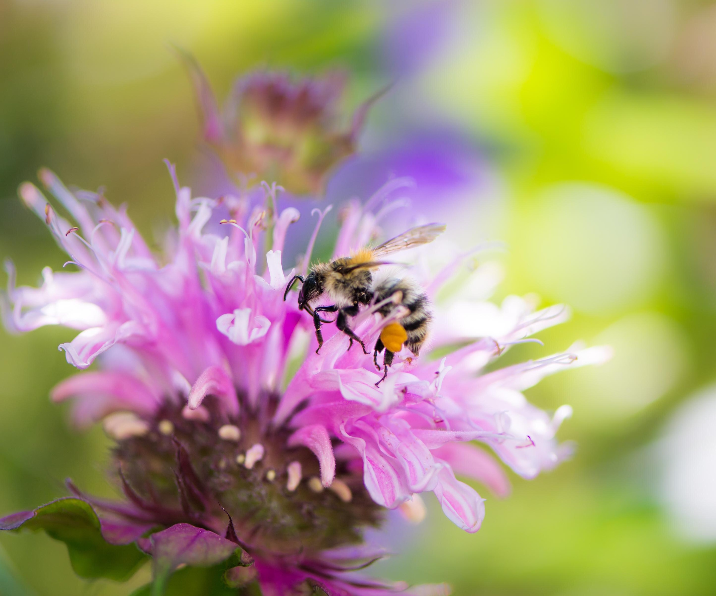 Bees on bee balm