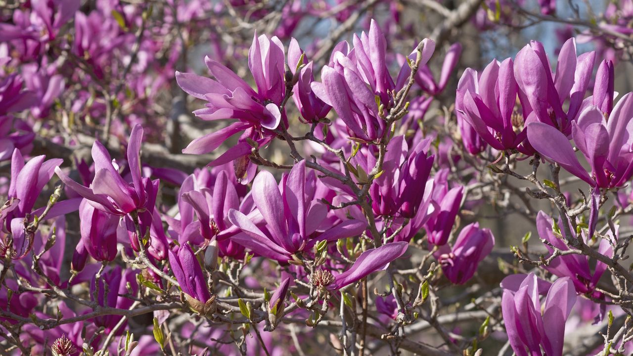 Magnolia tree &#039;Ann&#039; with pink blooms in a sunny spring garden