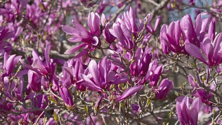 Magnolia tree 'Ann' with pink blooms in a sunny spring garden