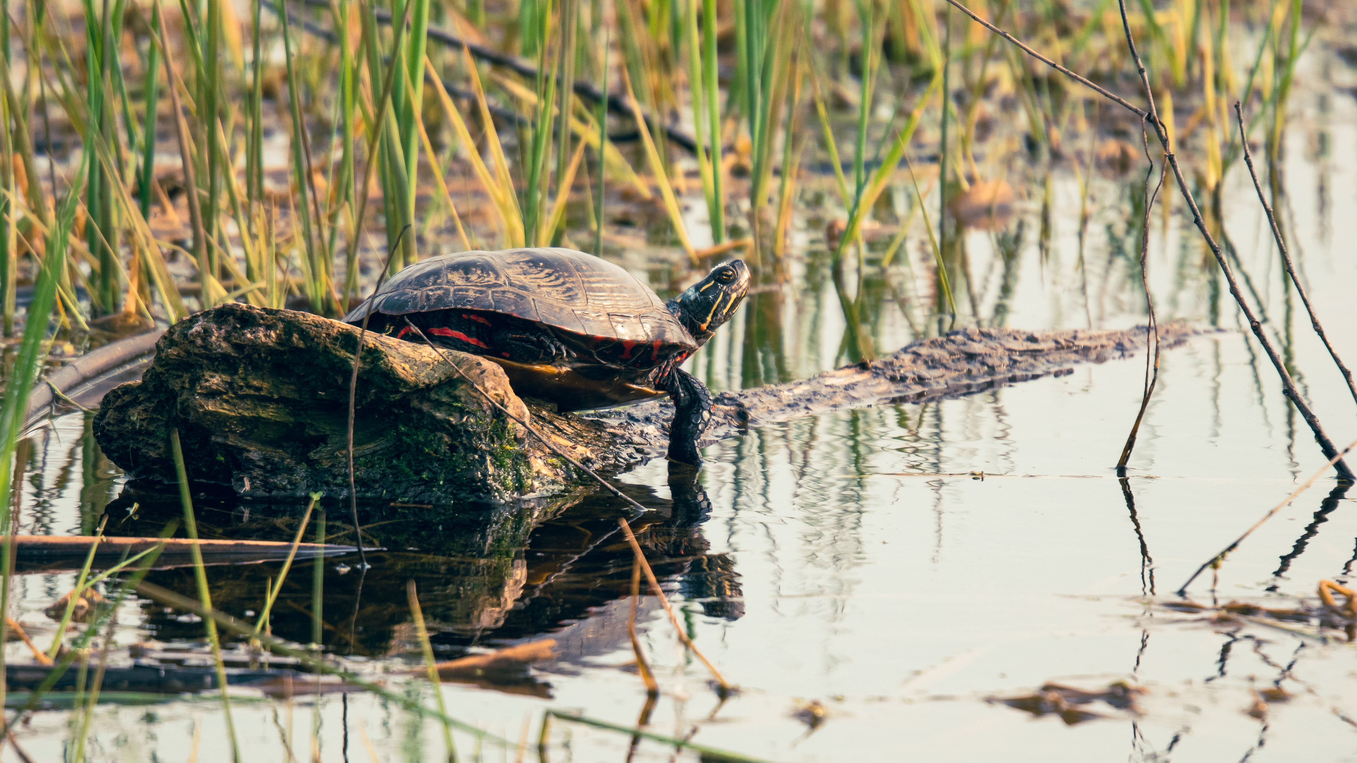 A painted turtle on a log