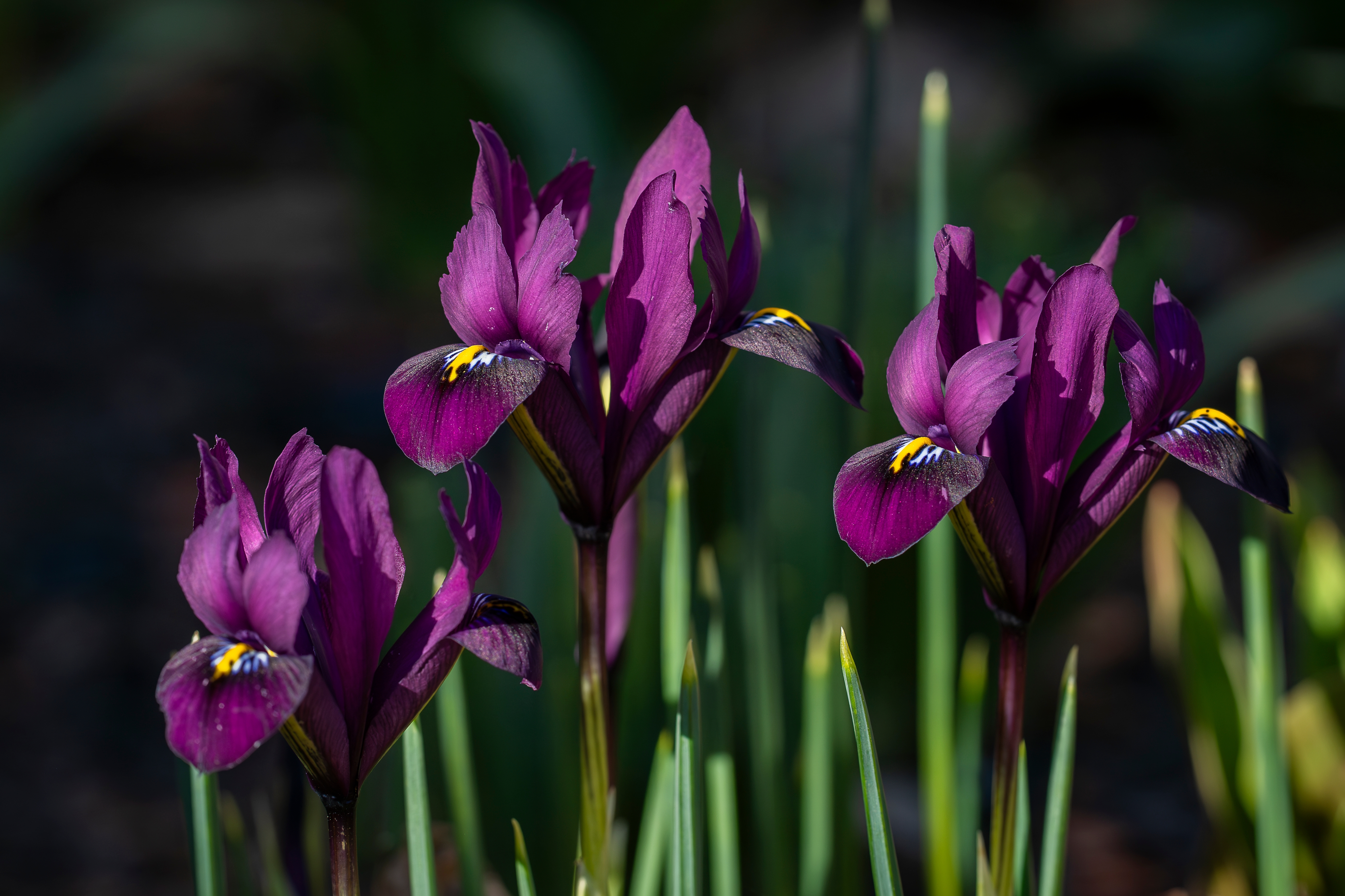 Iris flowers
