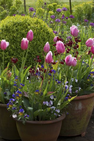 flower bulbs planted in a container for a colourful display