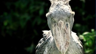 A shoebill (Balaeniceps rex) stork standing surrounded by plants and waiting.