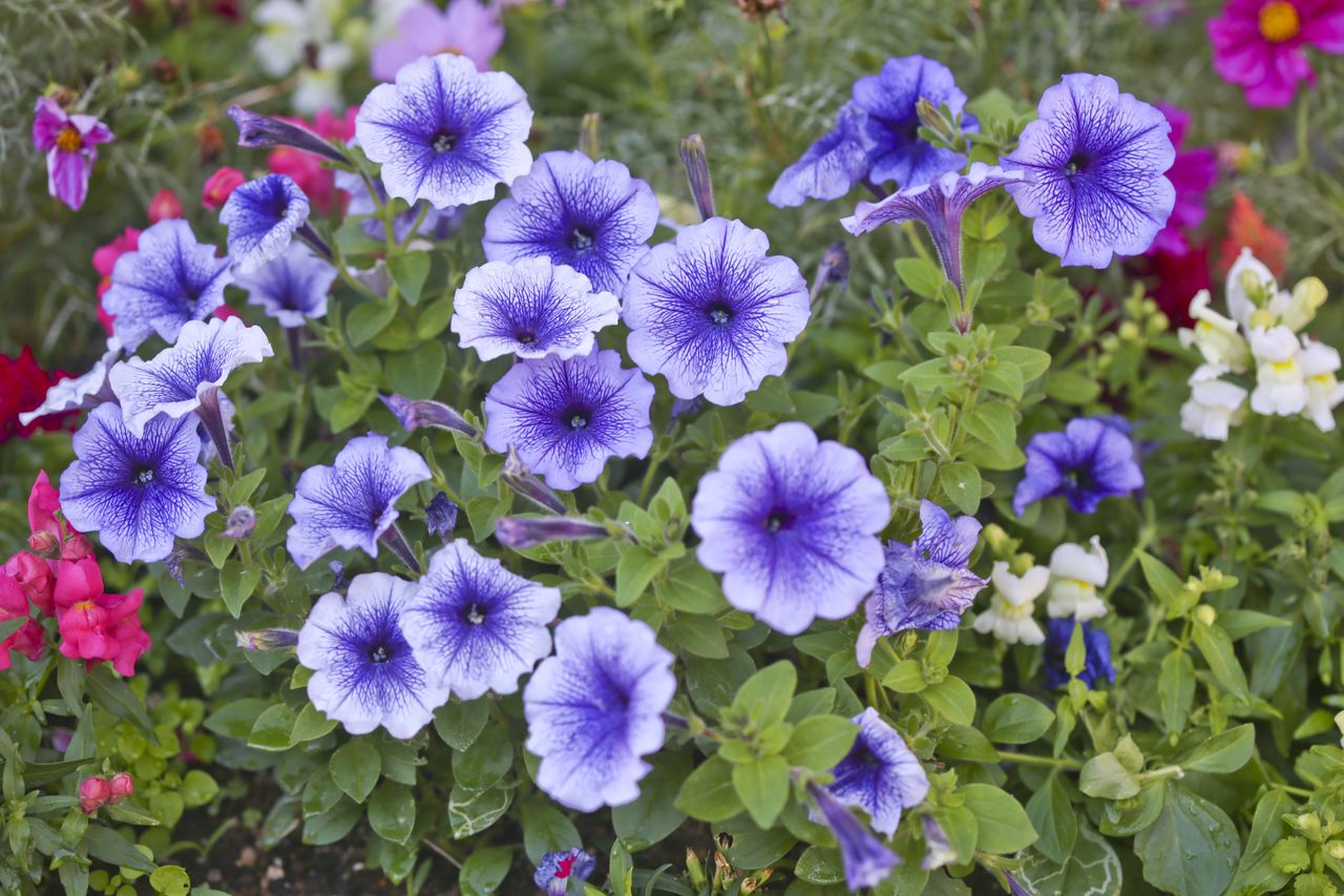 Beautiful purple petunias planted in a backyard 