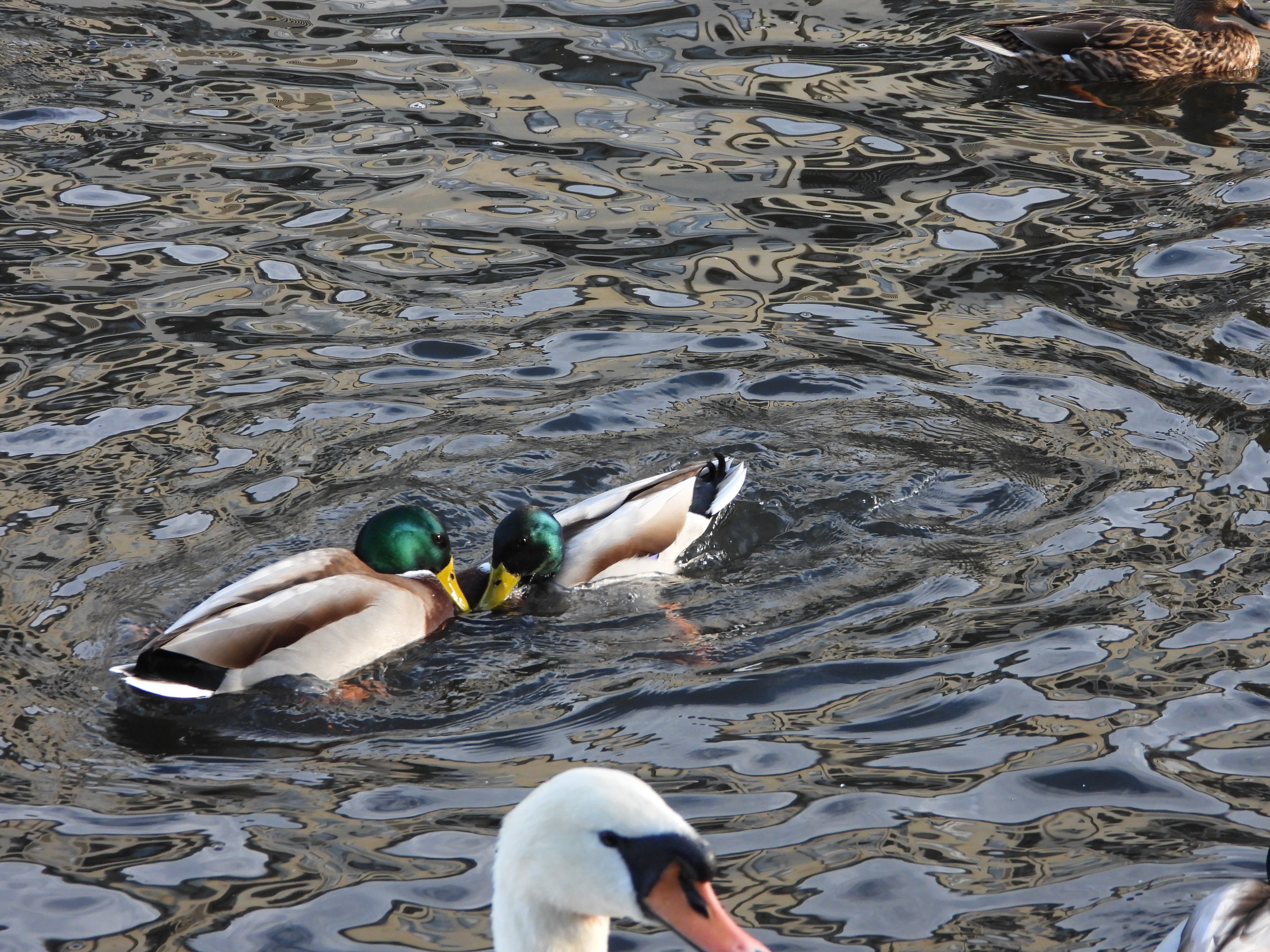 A photo taken on a Nikon Coolpix P1100 digital camera