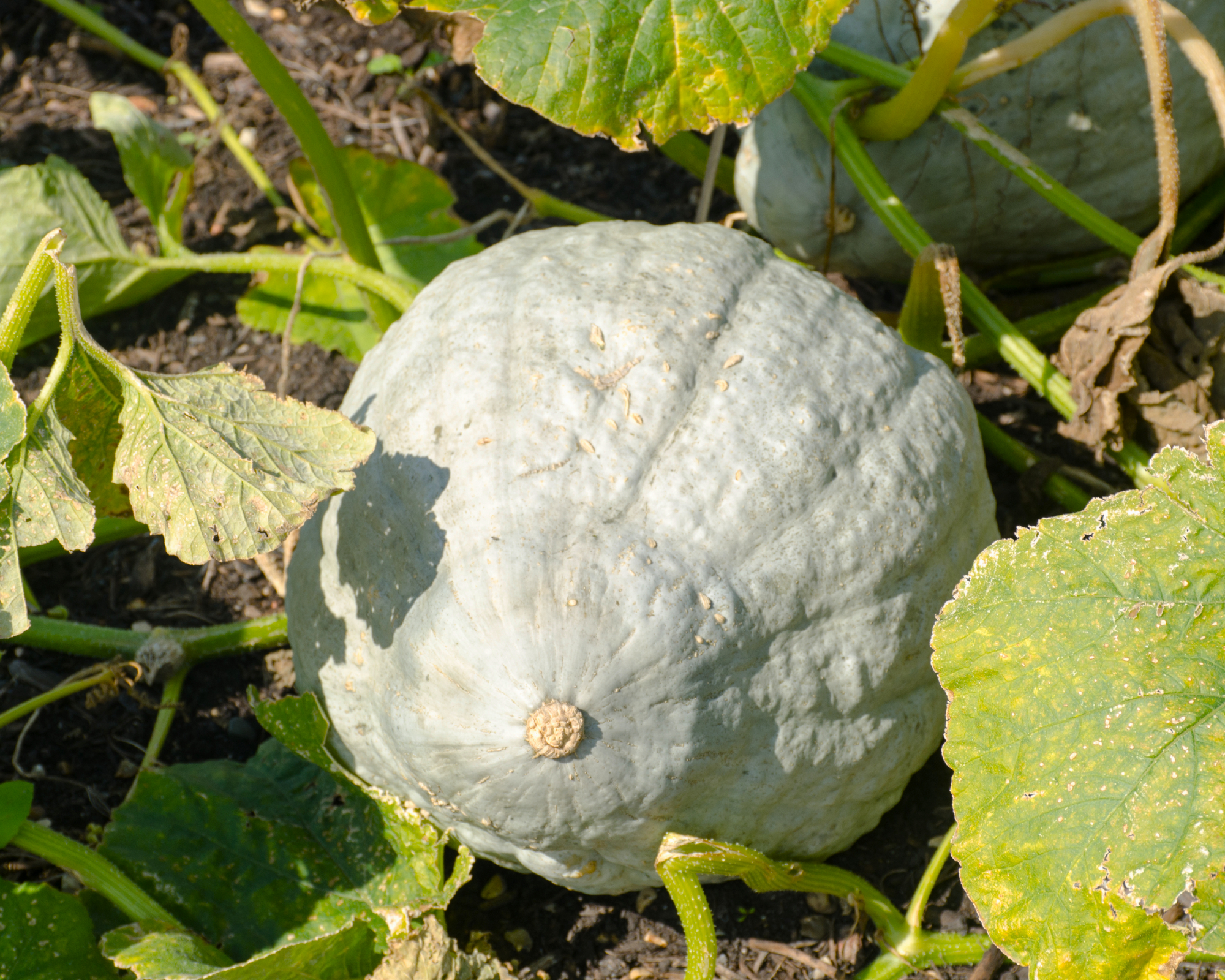 blue hubbard squash growing on the vine