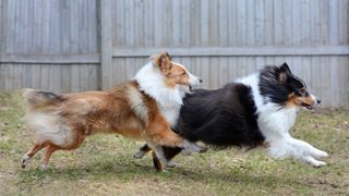 Shetland Sheepdogs