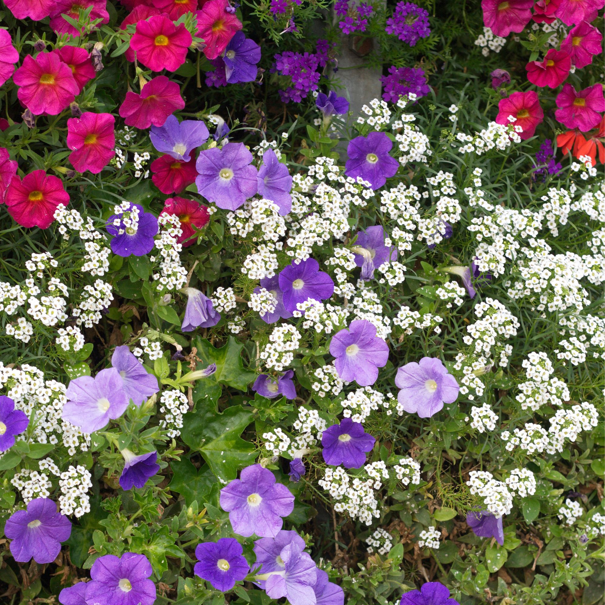 petunias and sweet alyssum