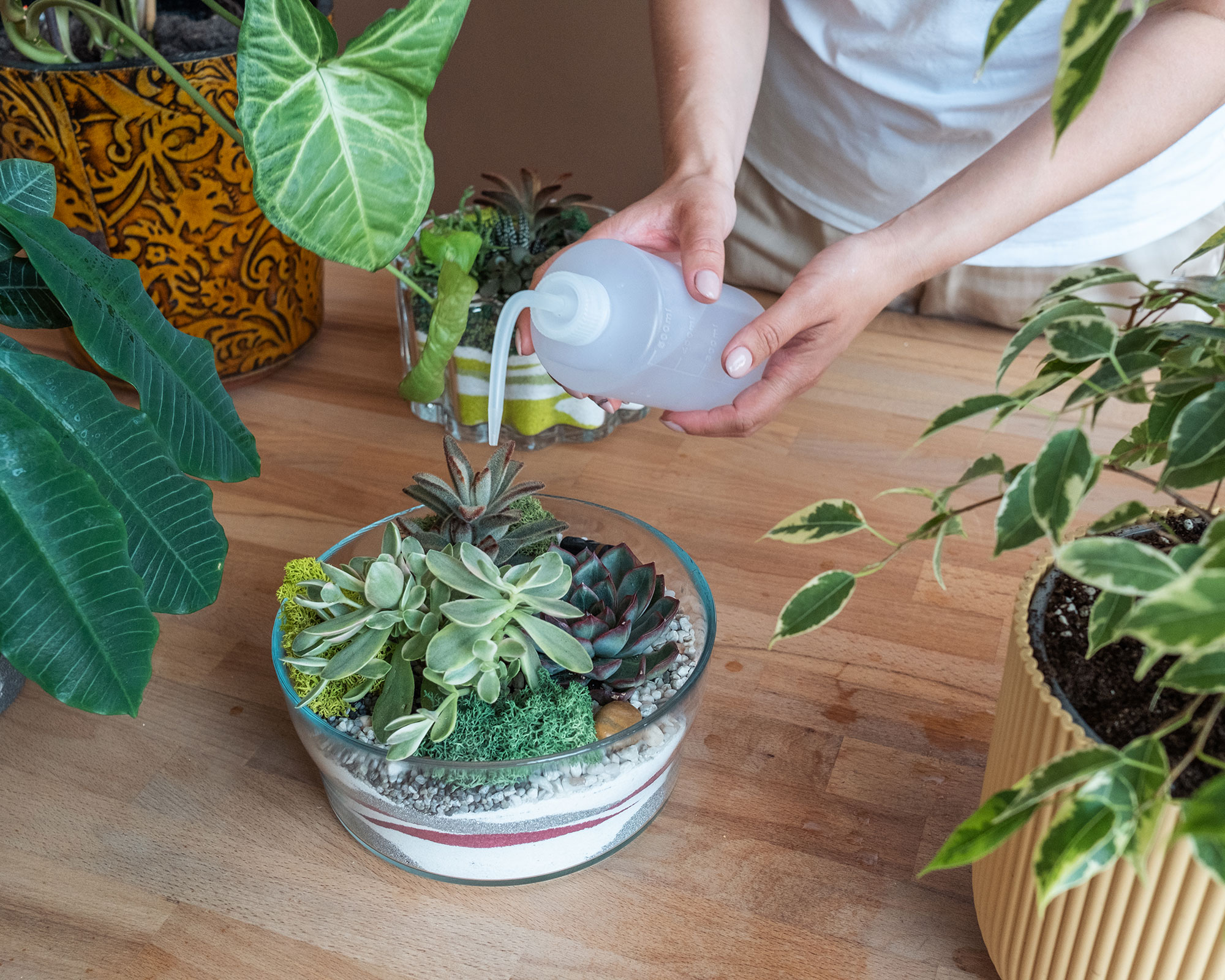 Terrarium care 5 mistakes to avoid to keep yours healthy Gardeningetc