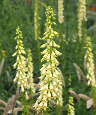 Digitalis lutea (yellow foxglove) flowers