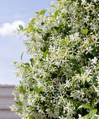 Star jasmine, a good plant choice for courtyard gardens.