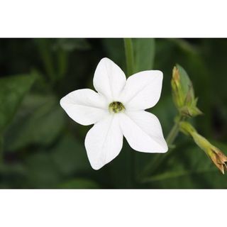 White Nicotiana Flowering Tobacco Plant