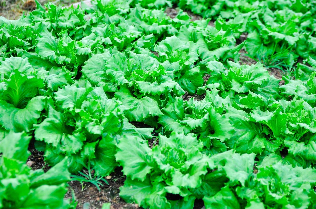 Batavian Lettuce Growing In Garden