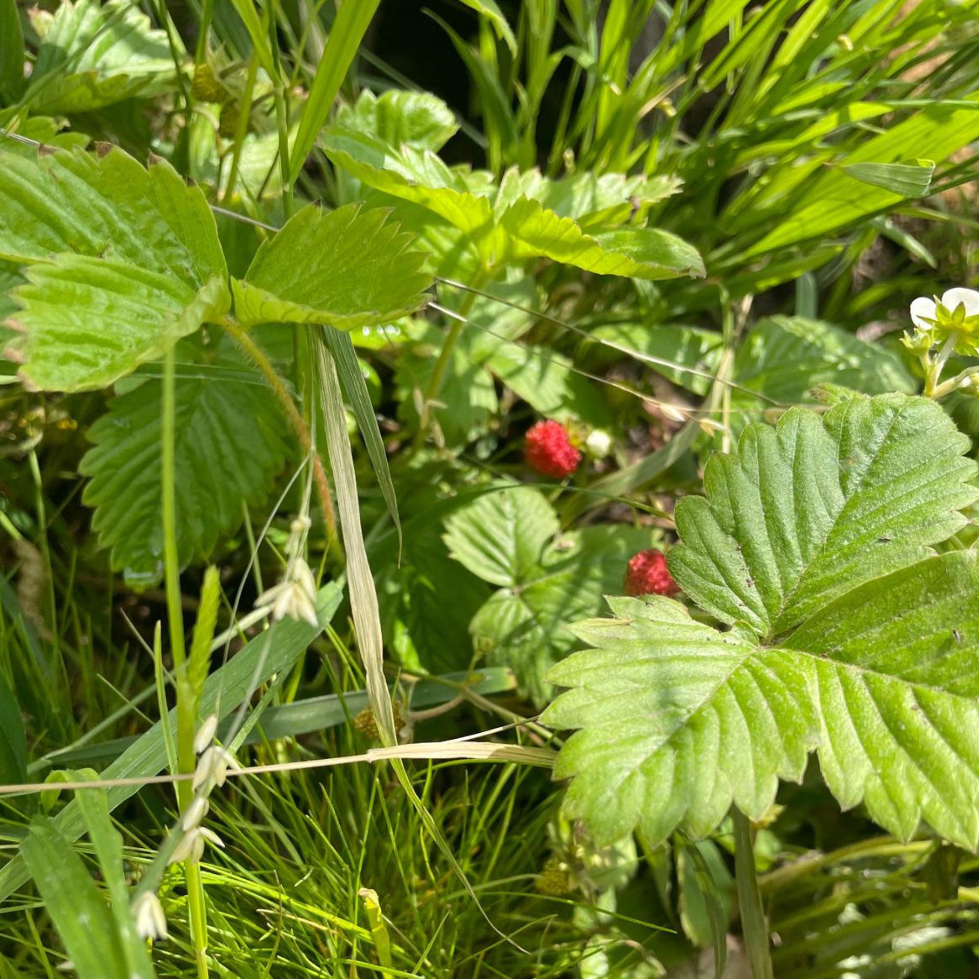 Alpine strawberries growing in the Songbird Survival Garden at RHS Chelsea 2025
