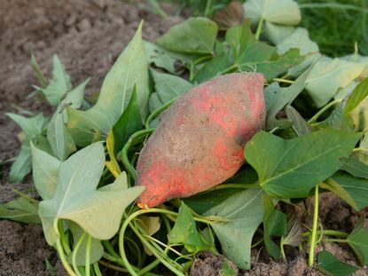 Sweet Potato In The Garden