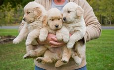 The only thing more adorable than a golden retriever puppy is three golden retriever puppies.