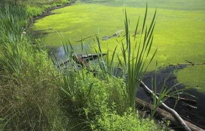 Pond Covered With Green Algae