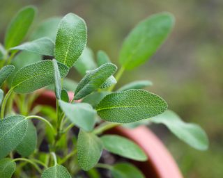 sage growing outdoors in a pot