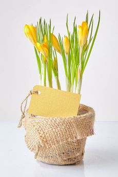 Potted Yellow Bulb Flowers With Gift Tag