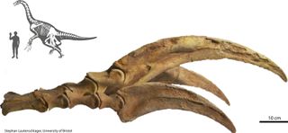 This is a fossil of the enlarged claws on the forelimbs of the therapod dinosaur, Therizinosaurus cheloniformes.