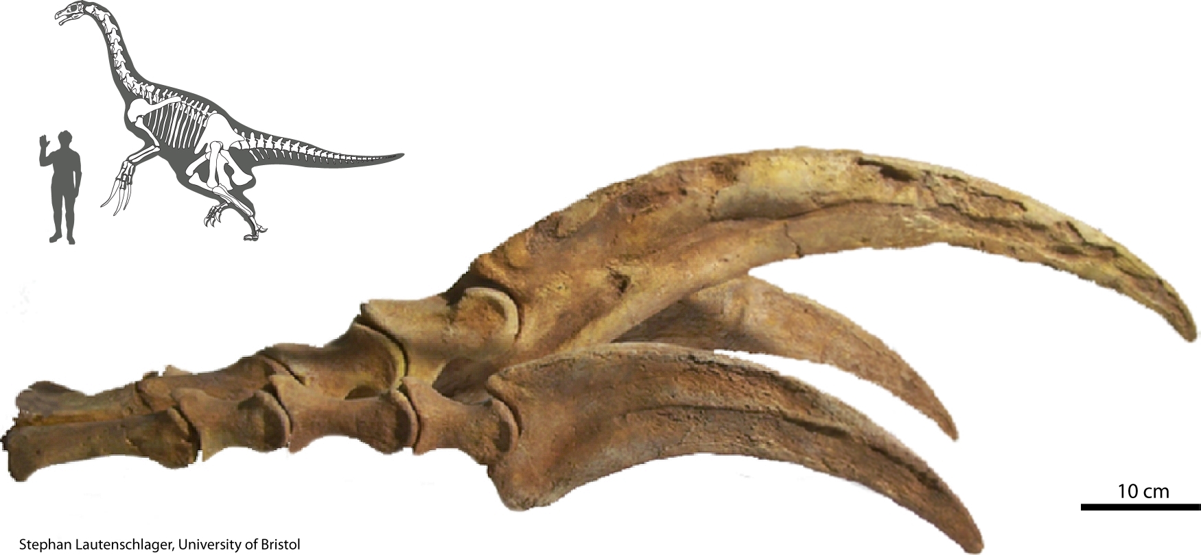 Теризинозавр окаменелости