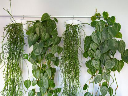 Indoor Living Plant Curtain