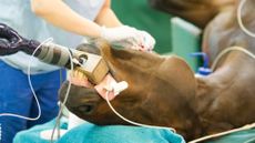 Pictured a horse undergoing a procedure in a equine veterinary hospital under general anaesthetic.