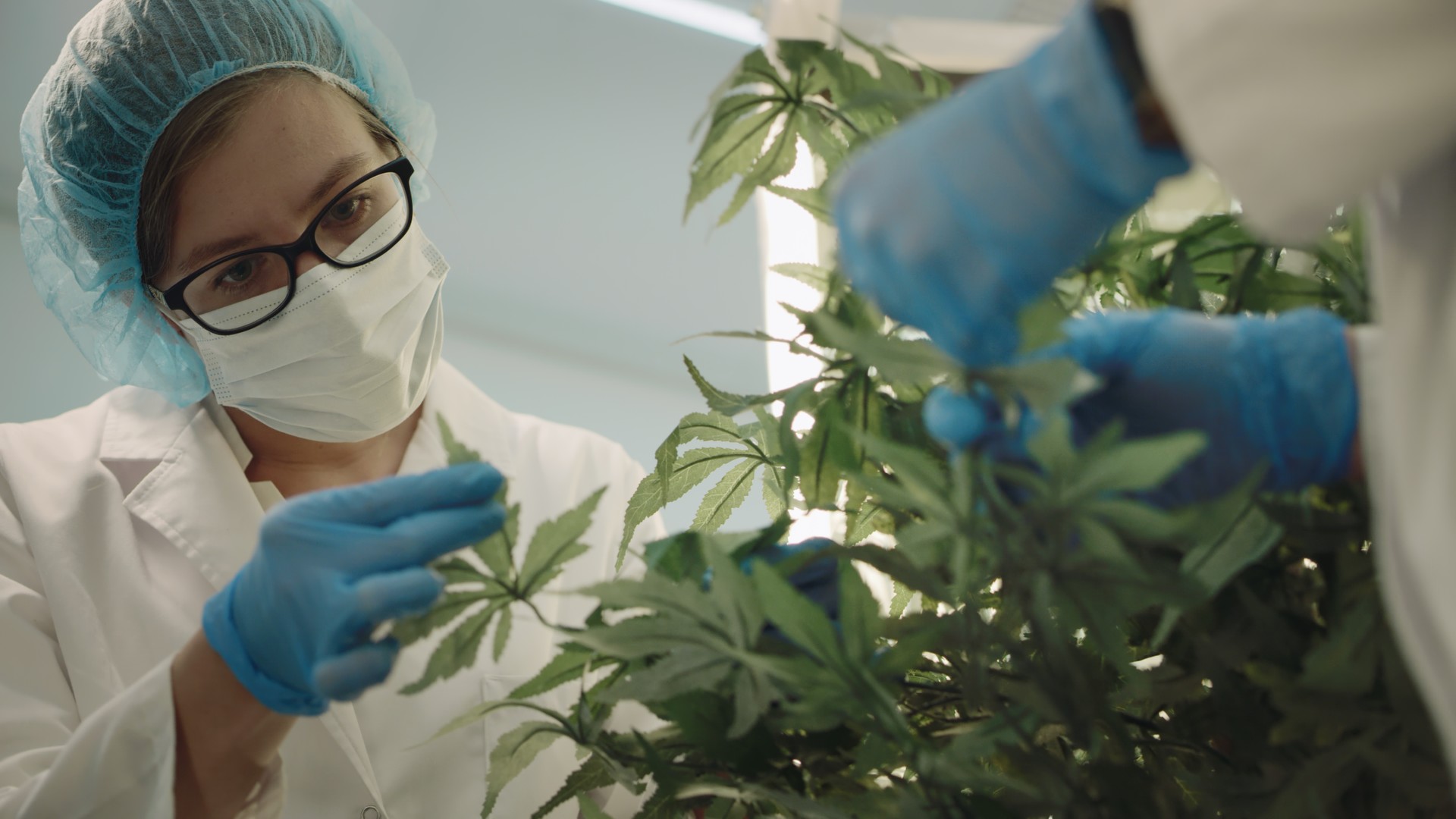 Female scientist inspecting a cannabis plant. She can be seen in the left side of the image wearing a blue hair net, black glasses and a white face mask. She is wearing blue gloves as she inspects one of the leaves. On the right side of the image, the hands of another scientist wearing blue gloves inspecting the plant can be seen but is blurred.