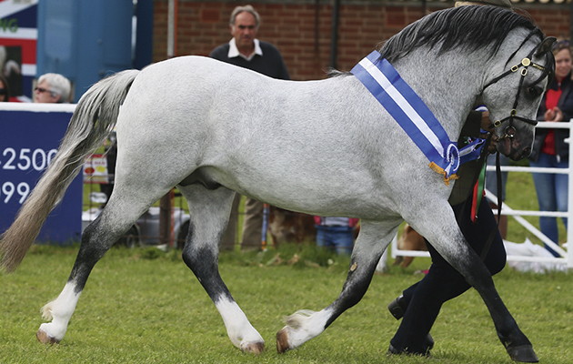 Cuddy Champion 394 COLNE TIGERBAY