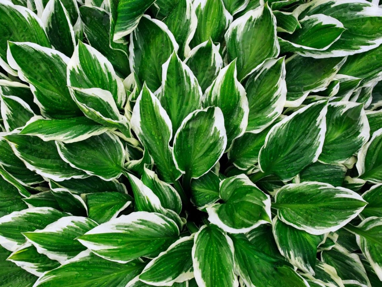 Green-White Midwest Hosta Plant