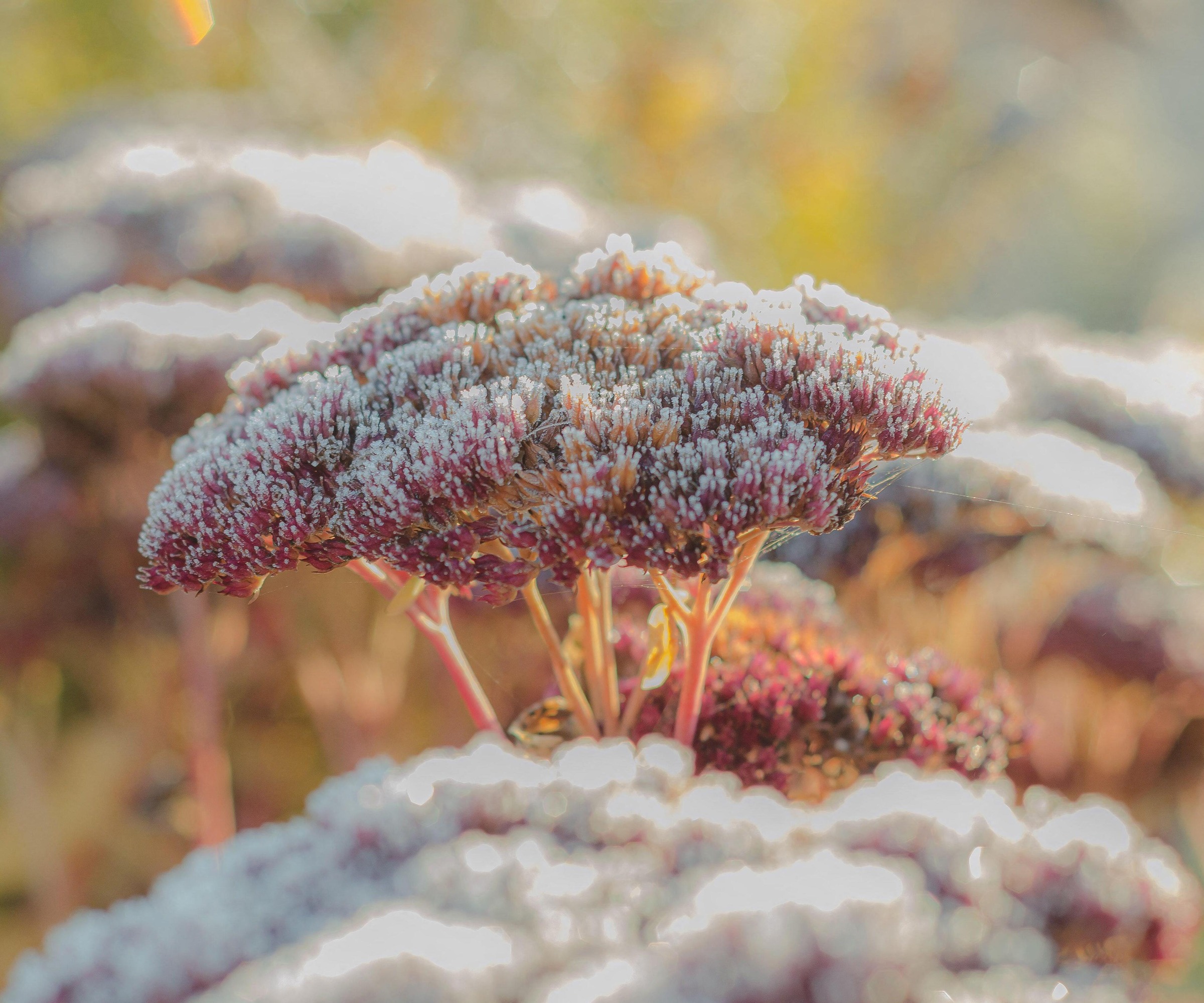 Sedum Autumn Joy covered in frost