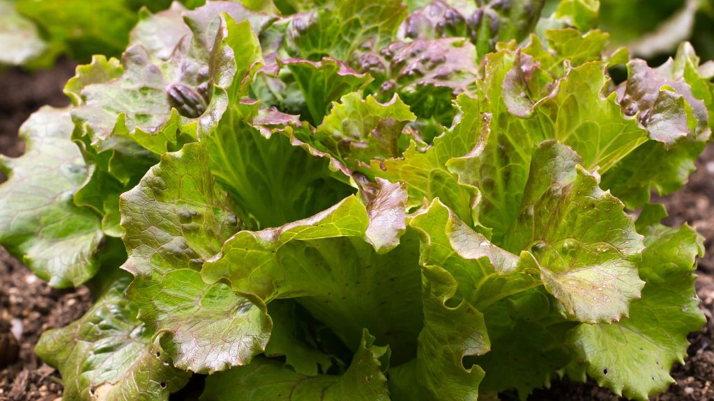 close up of lettuce leaves ready for harvest with some red tinge visible 