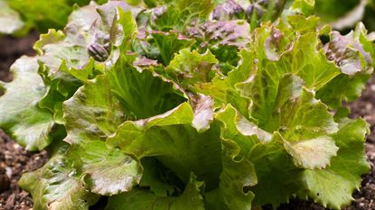 close up of lettuce leaves ready for harvest with some red tinge visible 
