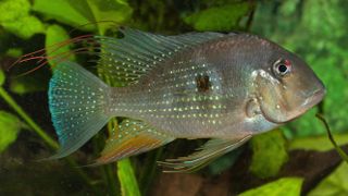 Heckel’s thread-finned acara