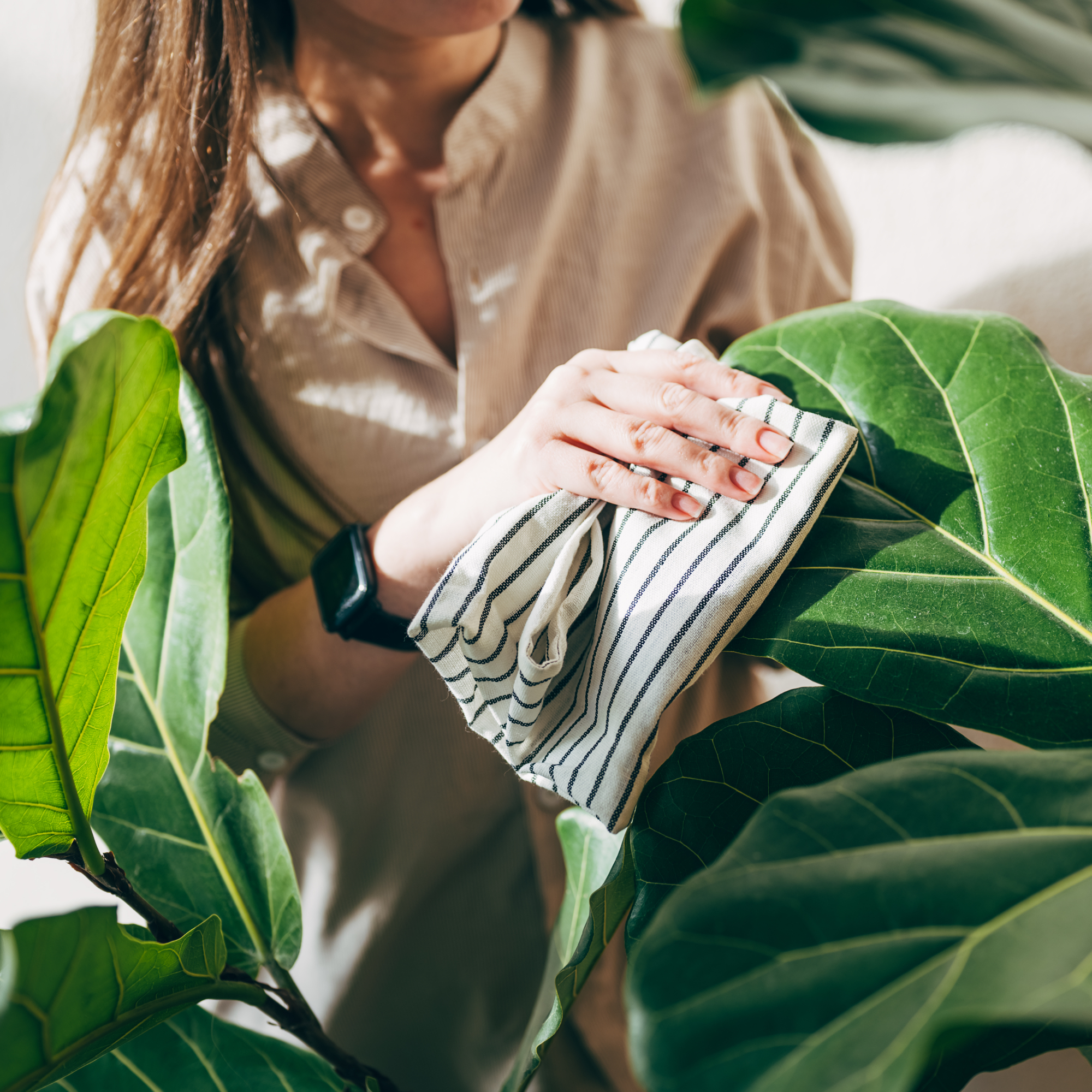 woman wiping fiddle leaf fig leaves with cloth