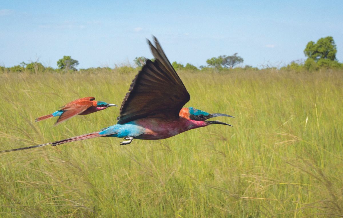 Animals dependent on our planet’s grasslands take the spotlight this week on Planet Earth II