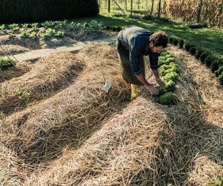 A man plants seedlings in curved mounds of straw mulch
