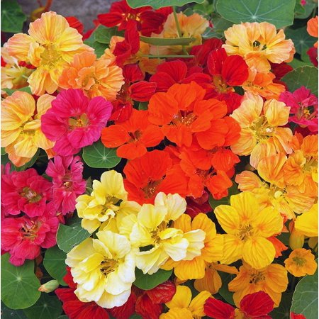 Whirly Bird Mix Plants Live for Planting, Whirlybird Mix Nasturtium Flower Plant in Home Garden, 3-5 Inch Tall, 2 Plants in Pot