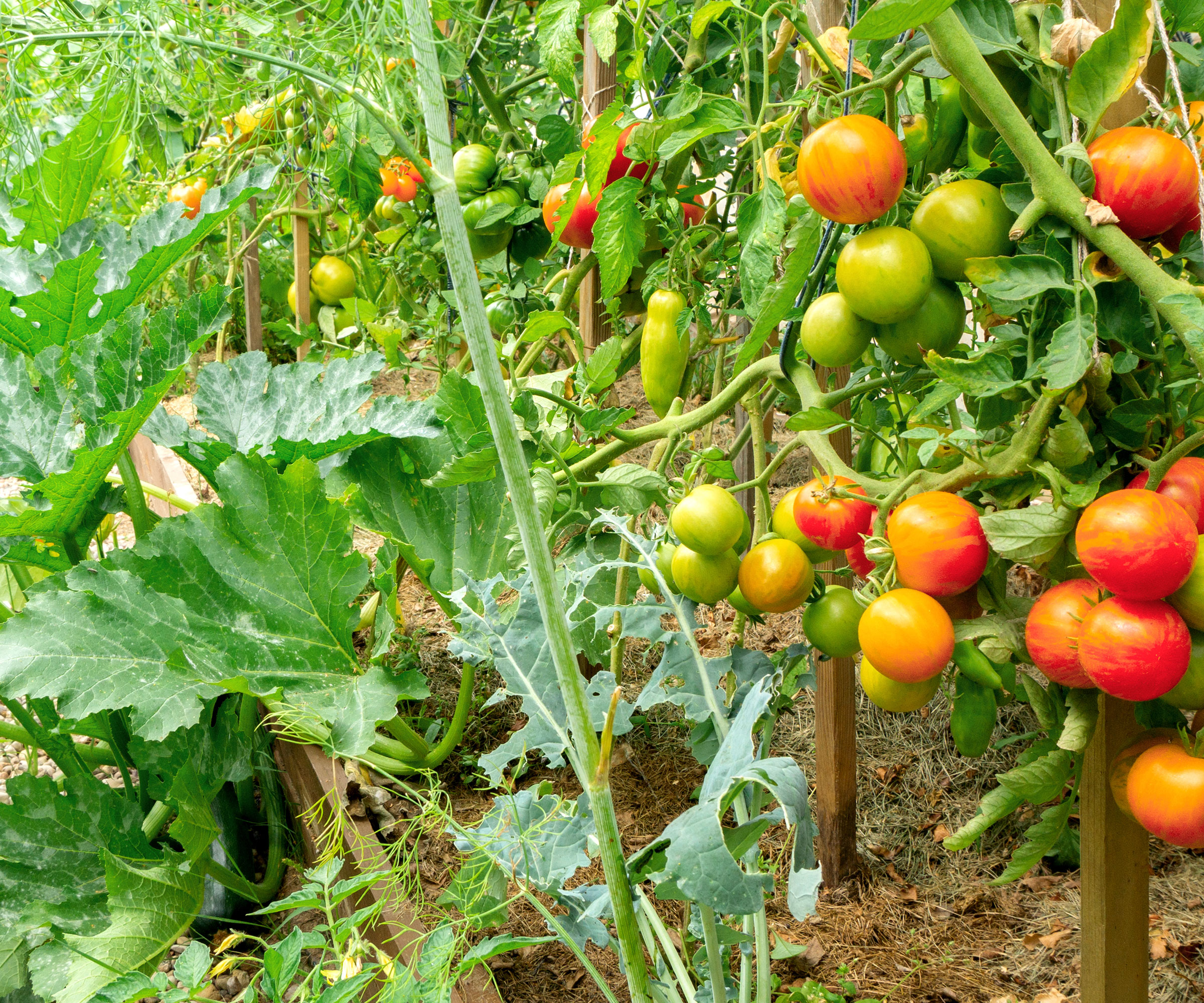 tomatoes and squash growing in vegetable patch