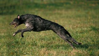 scottish deerhound leaping over grass