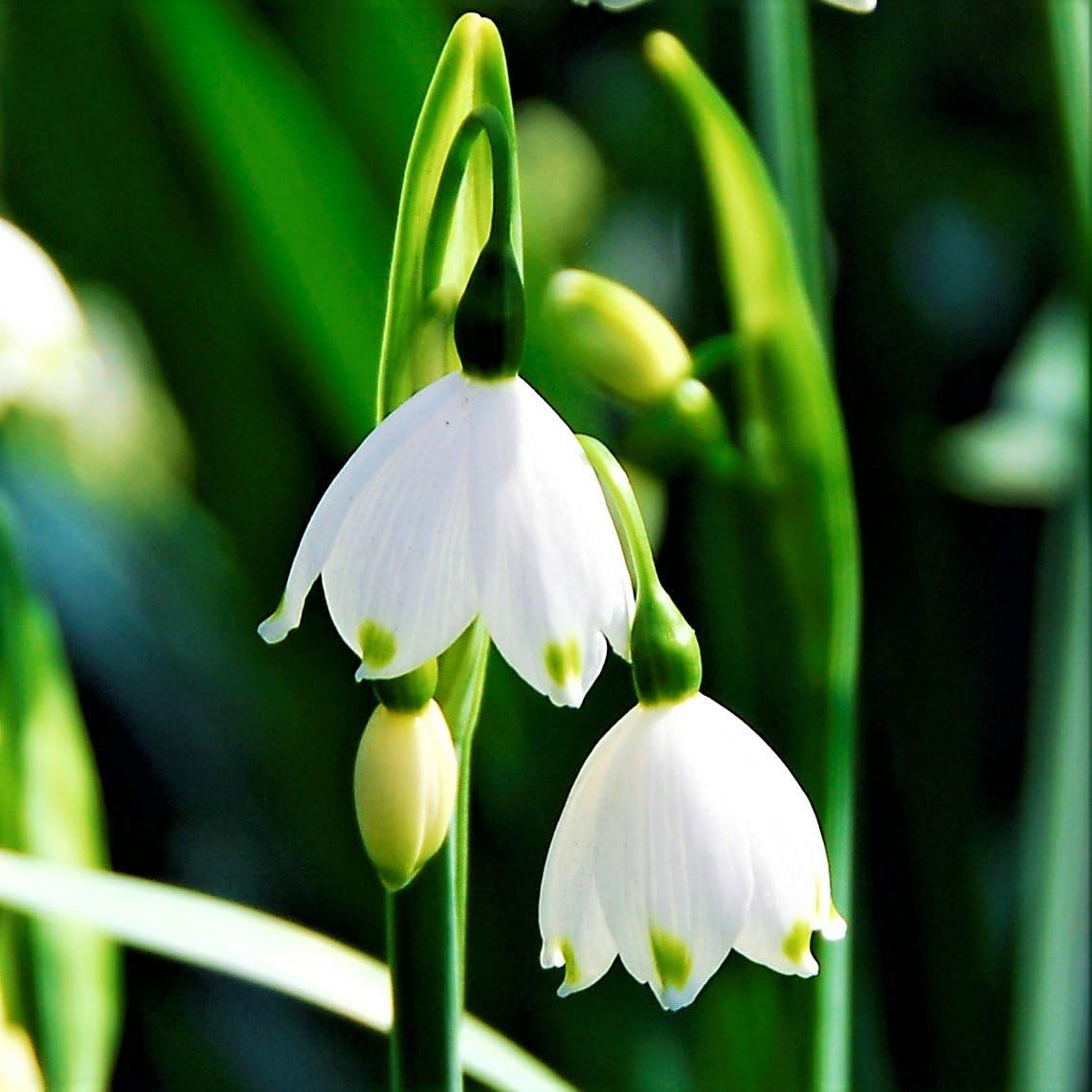 Easy to Grow Leucojum &#039;gravetye Giant&#039; Plant Bulbs (10 Pack) - White Flowering Blooms in Spring Gardens