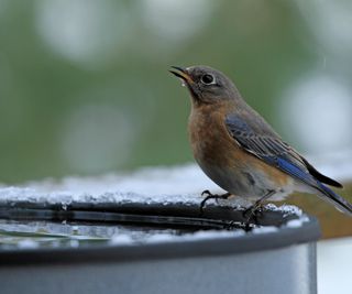 Close-up of a female Eastern bluebird (Sialia sialis) drinking from a heated birdbath while perched on an ice-covered edge in winter
