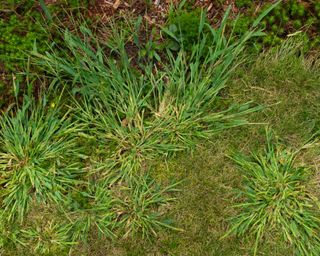 Crabgrass in garden