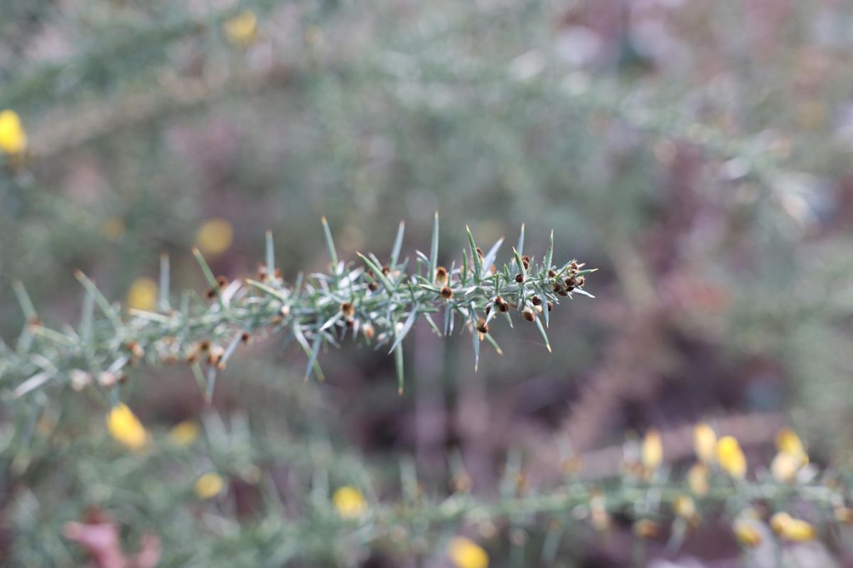 A shot taken with the Canon EOS R6. It shows a green plant